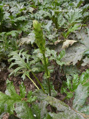 Acanthus mollis
