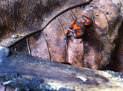Oophaga histrionica