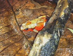 Oophaga histrionica