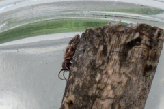 Exocentrus lusitanus