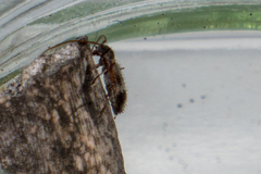 Exocentrus lusitanus