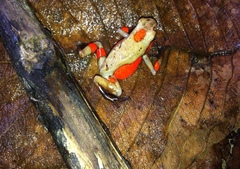 Oophaga histrionica