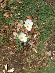 Argemone grandiflora
