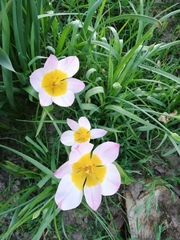 Tulipa saxatilis