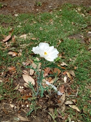 Argemone grandiflora