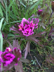 Castilleja ambigua humboldtiensis