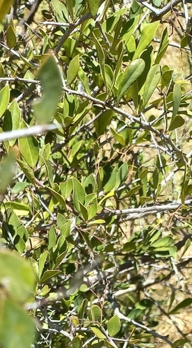 Image of Putterlickia pyracantha by (c) Adele SL, some rights reserved (CC BY)