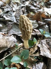 Morchella diminutiva