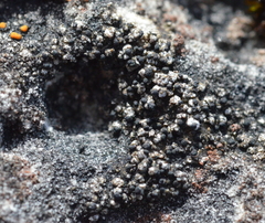 Carbonea vorticosa
