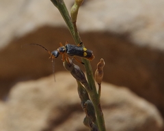 Malthinus conspicuus