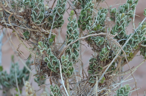 Image of Mortonia utahensis by (c) Jessica Williams, some rights reserved (CC BY)