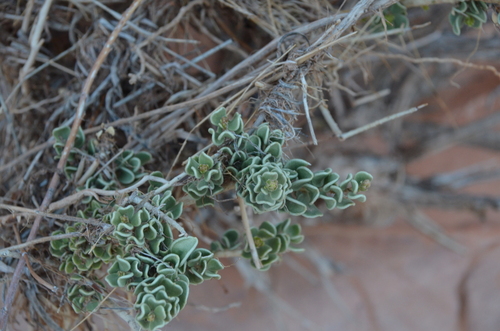 Image of Mortonia utahensis by (c) Jessica Williams, some rights reserved (CC BY)