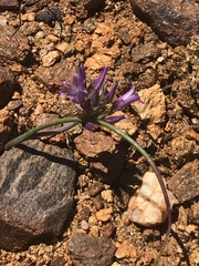 Allium fimbriatum