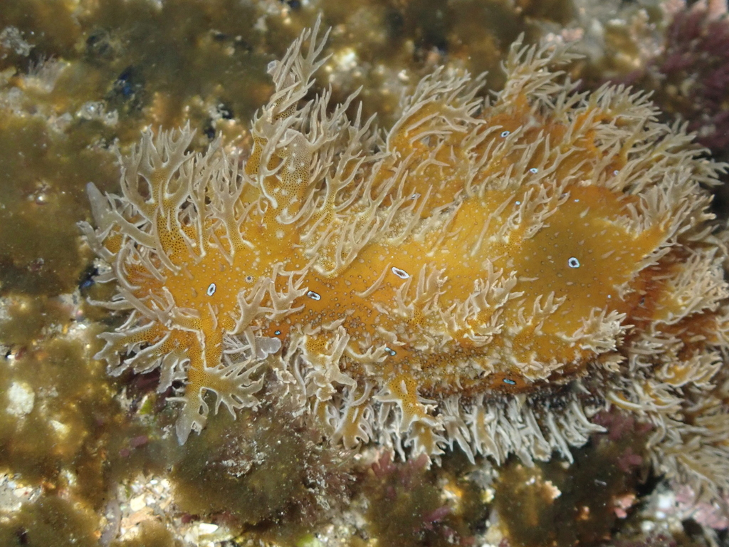 Blue-spotted sea hare