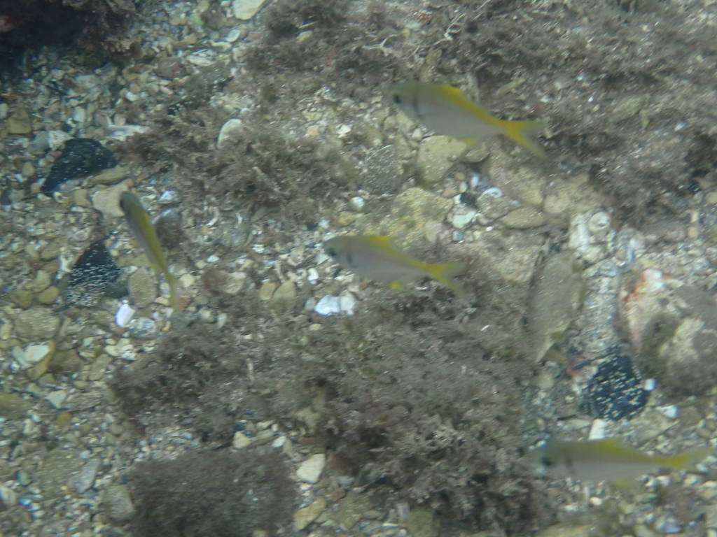 Ladder-finned Pomfret (Schuettea scalaripinnis)