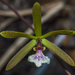 Encyclia microbulbon - Photo (c) Luis Correa, some rights reserved (CC BY), uploaded by Luis Correa