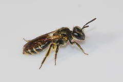 Andrena personata