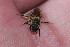 Andrena personata
