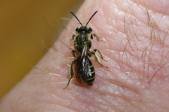Andrena personata