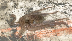 Octopus americanus