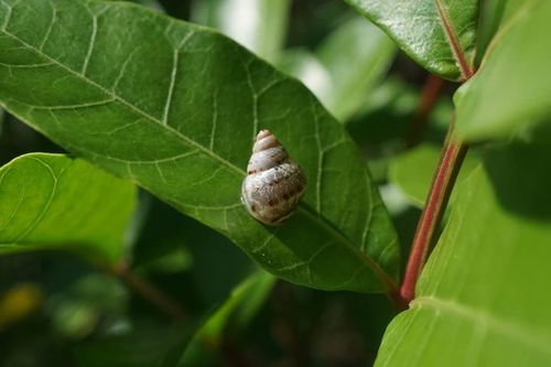 Mesembrinus dominicus