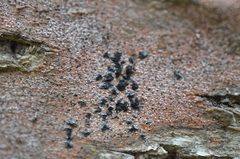 Pseudoschismatomma rufescens