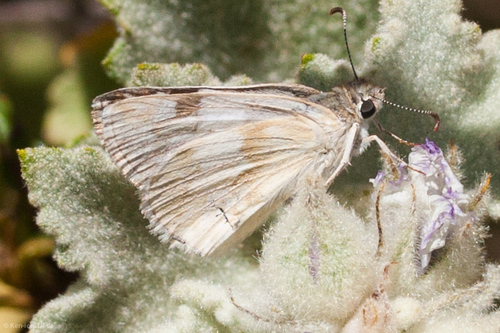 Northern White-Skipper