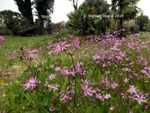 Ragged-robin