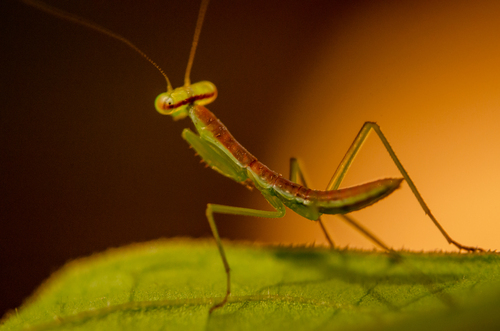 Stagmomantis fraterna