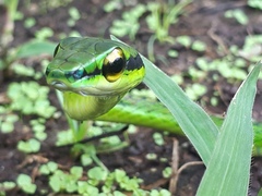 Leptophis