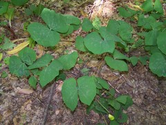 Jeffersonia diphylla