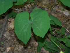 Jeffersonia diphylla