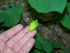 Jeffersonia diphylla