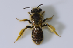 Andrena krigiana
