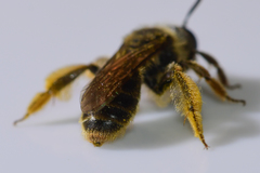 Andrena krigiana