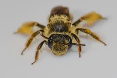 Andrena krigiana