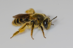 Andrena krigiana