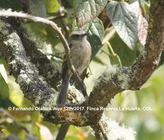 Ochthoeca fumicolor
