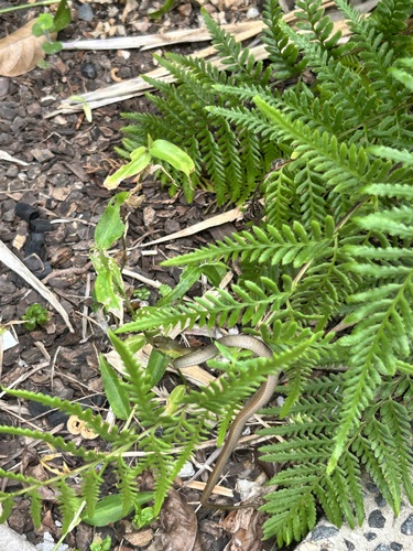 Common Tree Snake sighting