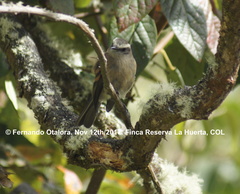 Ochthoeca fumicolor