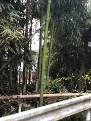 Bambusoideae