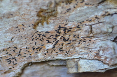 Pseudoschismatomma rufescens