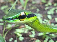 Leptophis