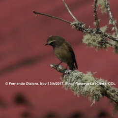 Ochthoeca fumicolor