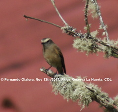 Ochthoeca fumicolor