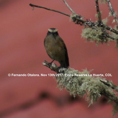 Ochthoeca fumicolor