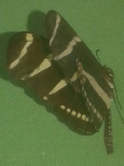 Heliconius charithonia churchi