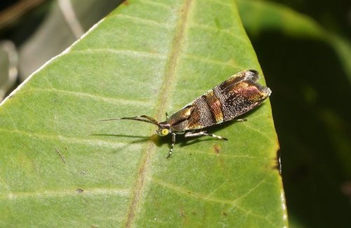 Slosson's metalmark moth photo 5