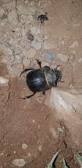 Heliocopris atropos