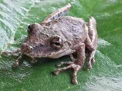 Scinax sugillatus